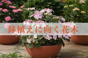 【鉢植えに向く花木】