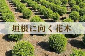 【垣根に向く花木】