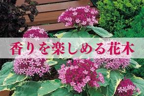 【香りを楽しめる花木】