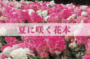 【夏に咲く花木】