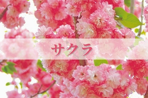 【桜】