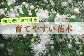 【初心者オススメ 育てやすい花木】
