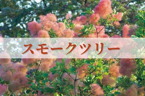 【スモークツリー】