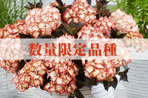 【数量限定品種】