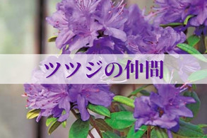 【ツツジの仲間】