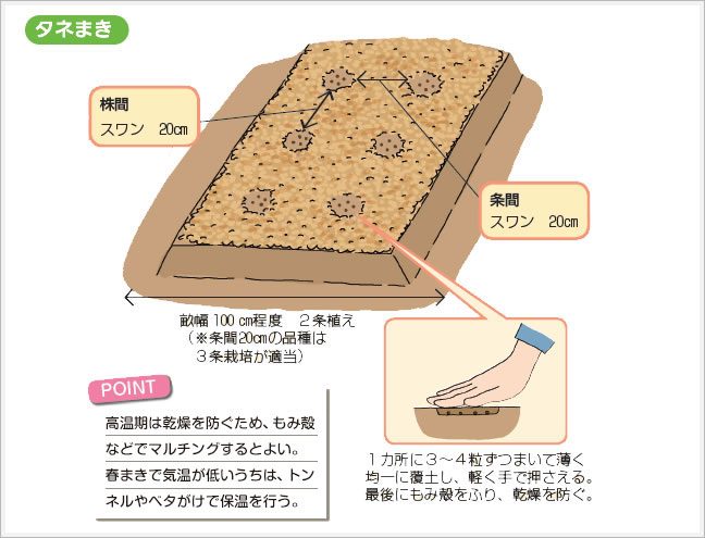 タネまき