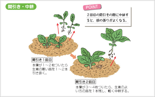 間引き・中耕