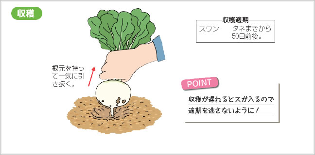 収穫