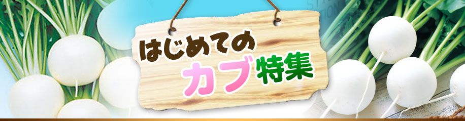 はじめてのカブ特集