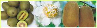 �L�E�C�t���[�c