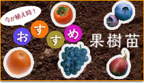 今が植え時!おすすめ果樹苗