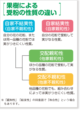 基礎から覚える 果樹の受粉マニュアル