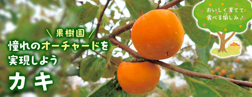 オーチャード カキ