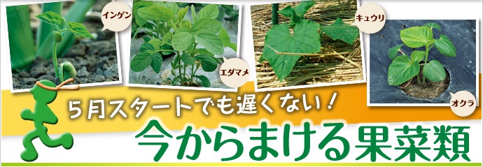 今からまける果菜類