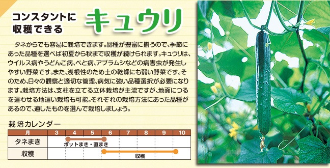キュウリ
