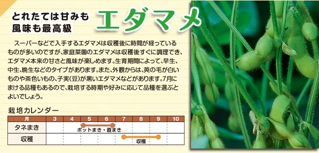 エダマメ