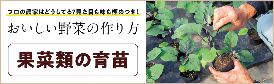 果菜類の育苗