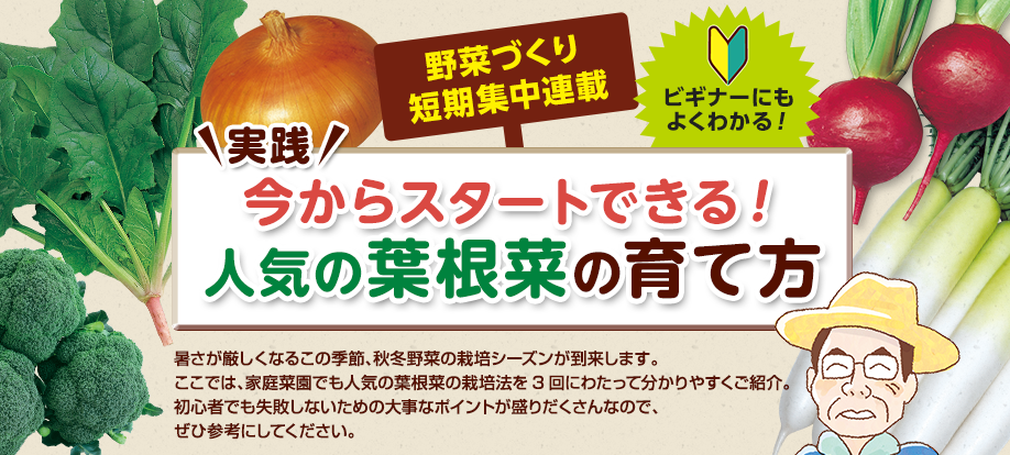 実践 今からスタートできる! 人気の葉根菜の育て方 暑さが厳しくなるこの季節、秋冬野菜の栽培シーズンが到来します。ここでは、家庭菜園でも人気の葉根菜の栽培法を3回にわたって分かりやすくご紹介。初心者でも失敗しないための大事なポイントが盛りだくさんなので、ぜひ参考にしてください。