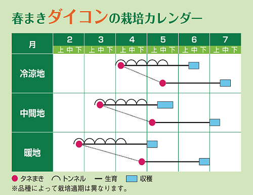 春まきダイコンの栽培カレンダー