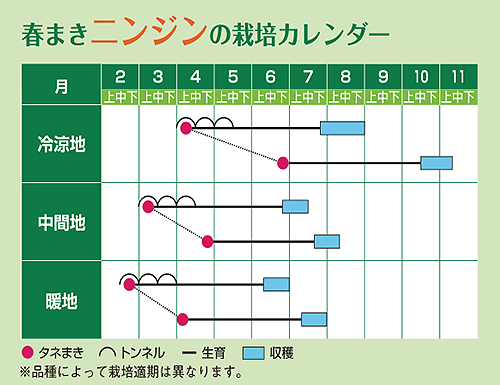 春まきニンジンの栽培カレンダー