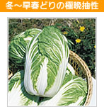 ~`tǂ̋ɔӒ@ӋP