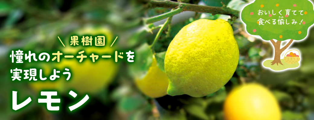 オーチャード レモン