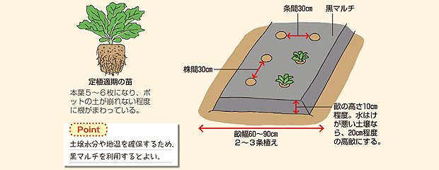 シャキシャキのレタス 種 苗 球根 ガーデニング用品 農業資材の通販サイト タキイネット通販