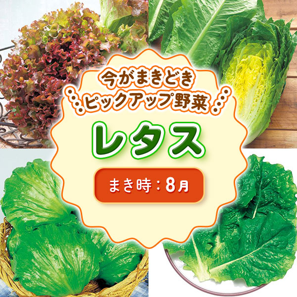 ピックアップ野菜　レタス