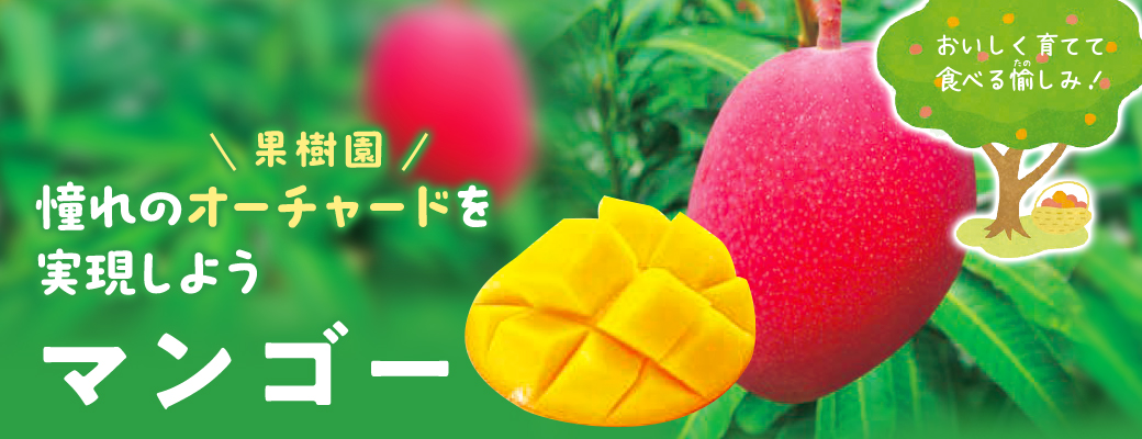 オーチャード マンゴー