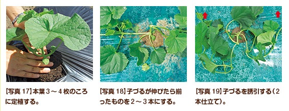 【写真17】本葉3〜4枚のころに定植する。【写真18】子づるが伸びたら揃ったものを2〜3本にする。【写真19】子づるを誘引する(2本仕立て)。