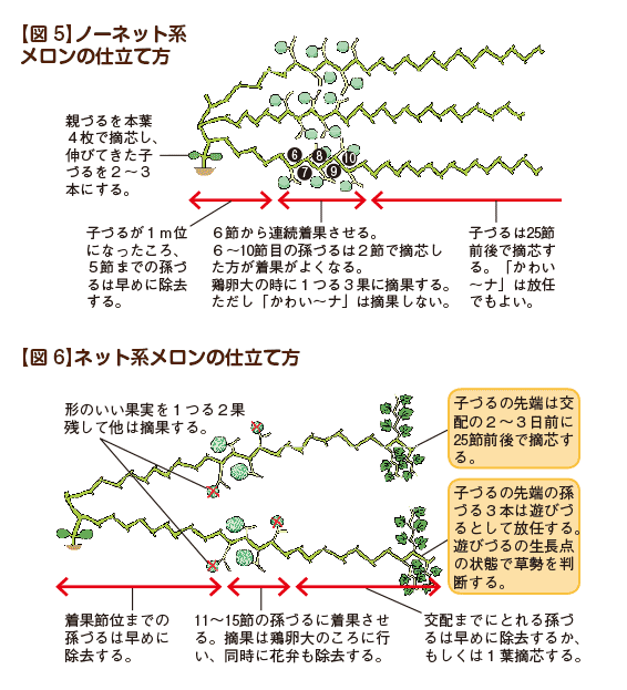 【図5】ノーネット系メロンの仕立て方【図6】ネット系メロンの仕立て方