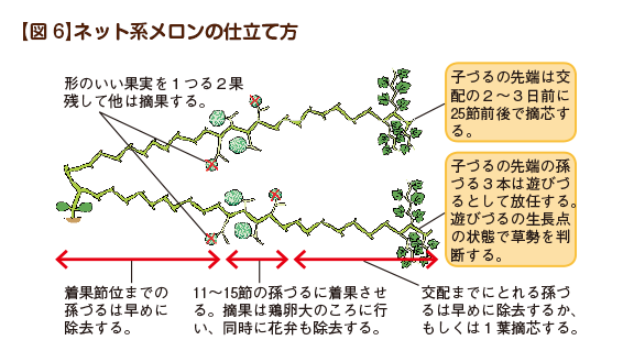 スイカ メロン特集 タキイネット通販