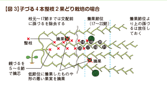 すべての美しい花の画像 ユニークスイカ の 剪定