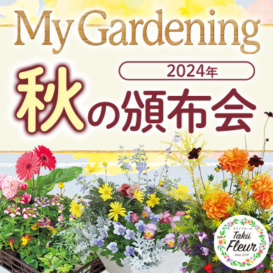 2024年秋の花の頒布会