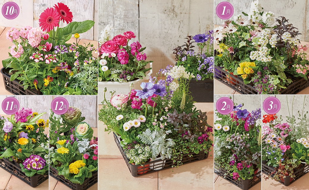 季節の花苗詰合せコース