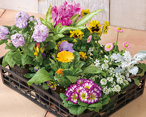 季節の花苗詰合せコース