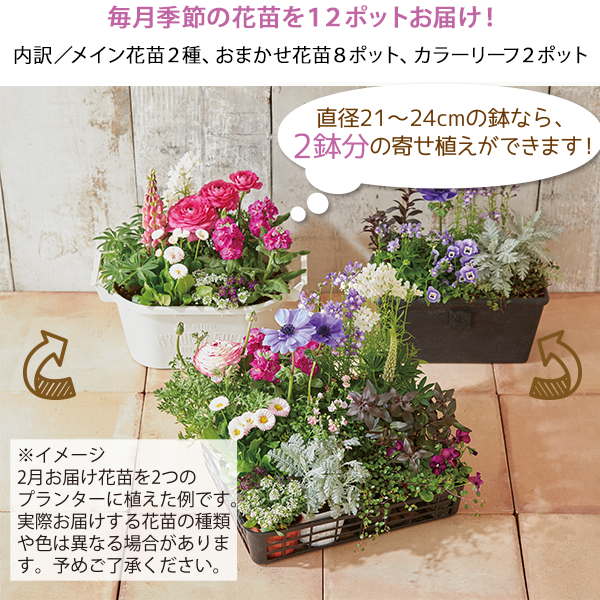 毎月季節の花苗を12ポットお届け!