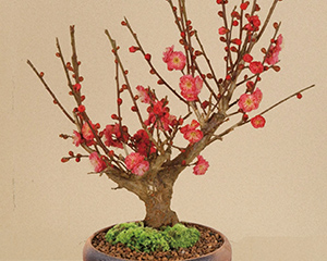 梅・桃・桜コース
