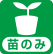 苗のみ