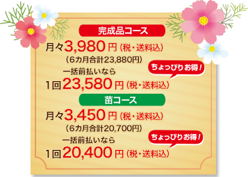 【完成品コース】月々3,980円（税・送料込）6カ月合計23,880円／1回23,580円（税・送料込）一括前払いならちょっぴりお得！　【苗コース】月々3,450円（税・送料込）6カ月合計20,700円／1回20,400円（税・送料込）一括前払いならちょっぴりお得！