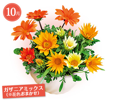 すくすく産地直送ｆコース Myガーデニング 年秋の頒布会 タキイネット通販