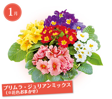 すくすく産地直送ｆコース Myガーデニング 年秋の頒布会 タキイネット通販