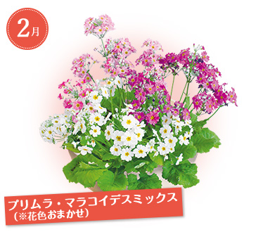 すくすく産地直送ｆコース Myガーデニング 年秋の頒布会 タキイネット通販