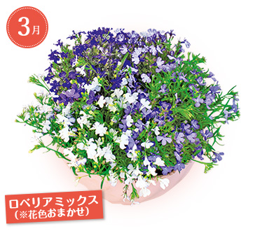 すくすく産地直送ｆコース Myガーデニング 年秋の頒布会 タキイネット通販