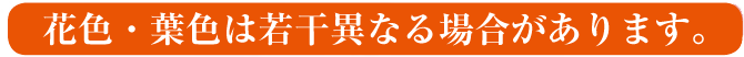 花色・葉色はおまかせです。