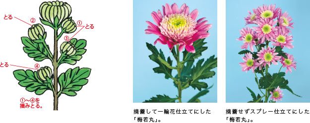 切り花菊をかわいく咲かせよう 種 苗 球根 ガーデニング用品 農業資材の通販サイト タキイネット通販