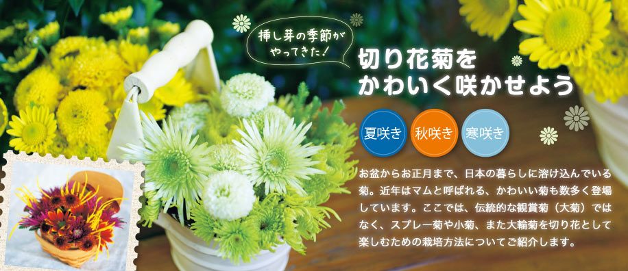 切り花菊をかわいく咲かせよう 種 苗 球根 ガーデニング用品 農業資材の通販サイト タキイネット通販