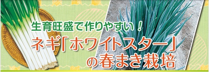 ネギ「ホワイトスター」の春まき栽培 | 種・苗・球根・ガーデニング用品・農業資材の通販サイト【タキイネット通販】