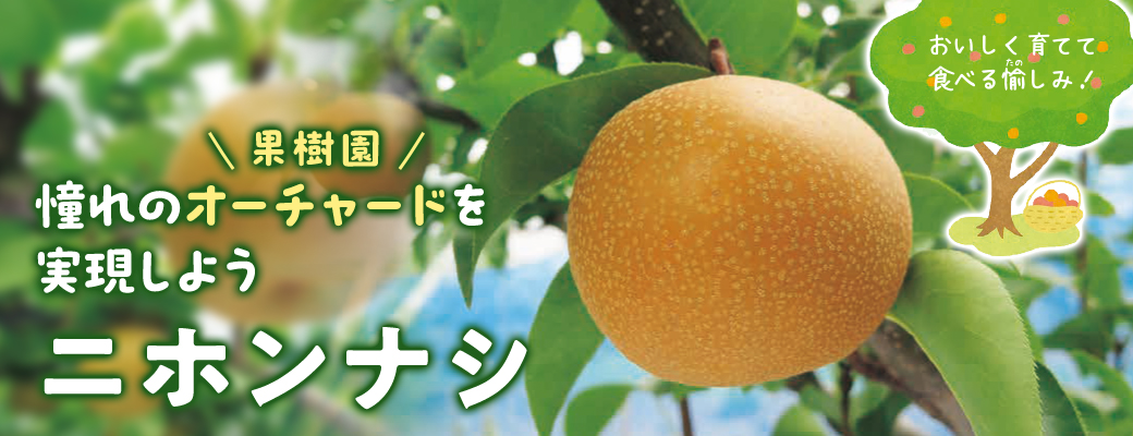 オーチャード ニホンナシ