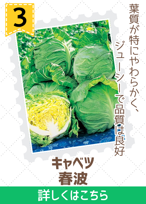 春波甘藍